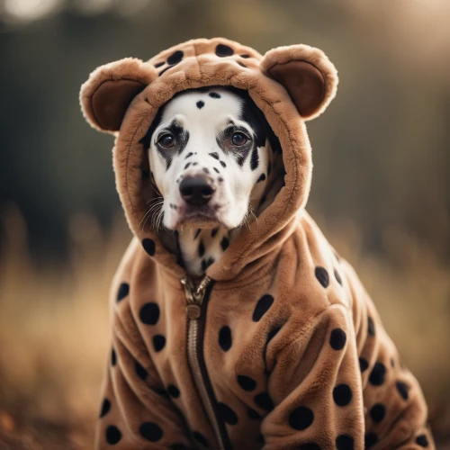 animals play dress-up,dalmatian,herd protection dog,louisiana catahoula leopard dog,animal photography,canidae,dog photography,jagdterrier,hunting dog,cute animals,dog-photography,anthropomorphized animals,scarf animal,cheetah,polish hunting dog,circus animal,animal portrait,cute animal,funny animals,cute puppy,Photography,General,Cinematic