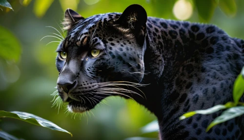 african leopard,head of panther,clouded leopard,leopard head,ocelot,panther,leopard,jaguar,canis panther,wild cat,arabian mau,felidae,egyptian mau,leopard's bane,belize zoo,hosana,regard,cheetah,golden eyes,panthera leo,Photography,General,Natural