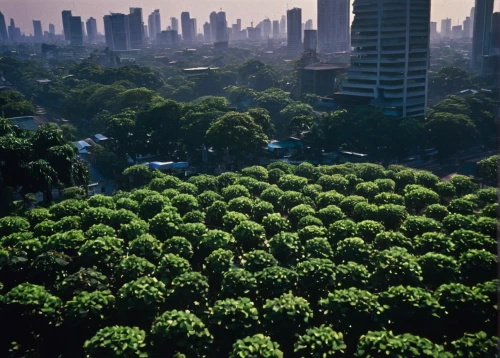 são paulo,chapultepec,jakarta,tree-lined avenue,tropical and subtropical coniferous forests,mexico city,green trees,jabuticaba,tree grove,tree canopy,mumbai,royal botanic garden,tree tops,vedado,aerial landscape,tree lined,kangkong,deforested,defoliation,kuala lumpur,Photography,Documentary Photography,Documentary Photography 15