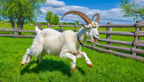 domestic goats,boer goat,domestic goat,goatflower,anglo-nubian goat,herd of goats,feral goat,ibexes,billy goat,goat-antelope,goat horns,pair of ungulates,goat milk,goatherd,ruminants,mountain goat,goats,chamois,farm background,goat mountain,Art,Artistic Painting,Artistic Painting 03