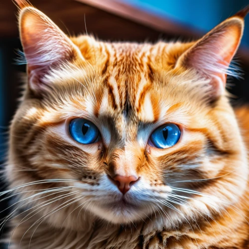 cat on a blue background,red tabby,cat with blue eyes,blue eyes cat,cat portrait,ginger cat,cat image,breed cat,cat vector,red whiskered bulbull,american bobtail,siberian cat,tabby cat,cat's eyes,domestic short-haired cat,american curl,cute cat,cartoon cat,firestar,maincoon,Photography,General,Realistic