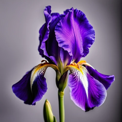 algerian iris,irises,iris japonica,purple irises,iris,iris versicolor,wild iris,tulipan violet,swamp iris,purple parrot tulip,purple flower,iris reticulata,flowers png,orchid flower,violet tulip,flower purple,iris family,orchid,tasmanian flax-lily,moth orchid