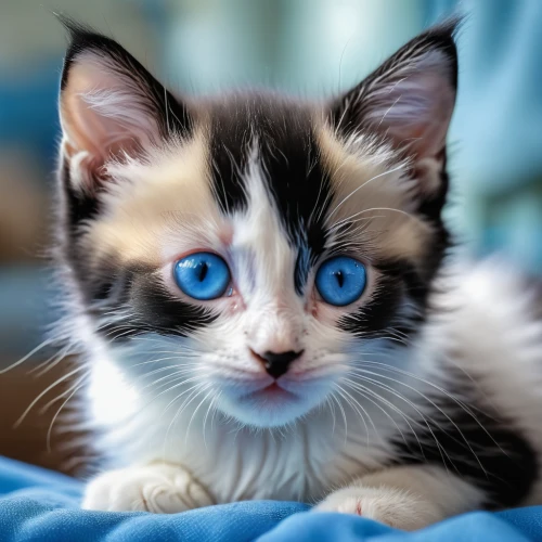 cat with blue eyes,blue eyes cat,cat on a blue background,blue eyes,blue eye,baby blue eyes,the blue eye,ojos azules,cute cat,heterochromia,cat's eyes,breed cat,kitten,tabby kitten,european shorthair,siamese cat,cat eyes,golden eyes,color turquoise,young cat,Photography,General,Realistic