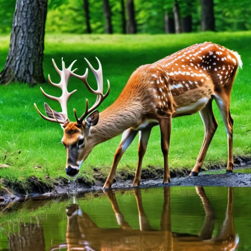 european deer,spotted deer,male deer,deer-with-fawn,deers,whitetail,deer with cub,white-tailed deer,fawns,fallow deer,whitetail buck,deer,dotted deer,bucks,fallow deer group,deer in tears,pere davids deer,gold deer,wildlife,young-deer