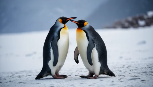 penguin couple,emperor penguins,king penguins,emperor penguin,king penguin,gentoo penguin,gentoo,chinstrap penguin,penguins,penguin parade,antarctic,arctic penguin,donkey penguins,snares penguin,penguin enemy,penguin,antarctic bird,baby-penguin,linux,big penguin,Photography,General,Cinematic