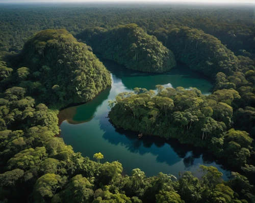 herman national park,tropical and subtropical coniferous forests,conguillío national park,chiapas,cabaneros national park,artificial islands,palau,treetops,rainforest,mangroves,green trees with water,tree tops,eastern mangroves,aerial photograph,natural reserve,aerial landscape,aerial photography,northeast brazil,tropical chichewa,costa rica,Photography,General,Natural