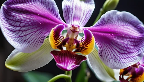 moth orchid,mixed orchid,orchid flower,phalaenopsis equestris,orchids of the philippines,orchid,phalaenopsis sanderiana,christmas orchid,phalaenopsis,orchids,wild orchid,lilac orchid,laelia,cattleya rex,cooktown orchid,cattleya,pontederia,butterfly orchid,spathoglottis,flower exotic,Photography,General,Realistic