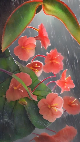 rain lily,water lotus,lotus on pond,japanese floral background,water lilies,pond flower,pink water lilies,lotus flowers,koi pond,lotus pond,flower painting,water flower,cherry blossom in the rain,lotus blossom,water lily,lotuses,flower background,flower of water-lily,flower water,flowers png