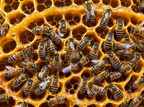 honeybees,honey bees,varroa,beekeeping,bee hive,honeycomb structure,building honeycomb,beekeepers,beeswax,bee,honeycomb,hive,bee pollen,swarm of bees,bees,bee colony,pollen warehousing,apis mellifera,bee colonies,beehives,Illustration,Retro,Retro 13