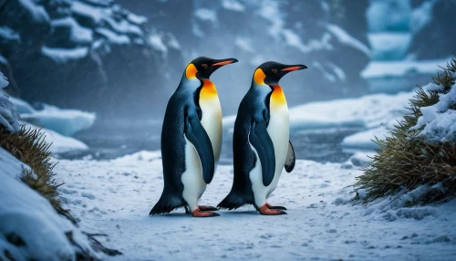 penguin couple,king penguins,emperor penguins,penguins,emperor penguin,king penguin,penguin parade,donkey penguins,african penguins,gentoo,gentoo penguin,chinstrap penguin,winter animals,antarctic,arctic birds,penguin,antarctic bird,rockhopper penguin,penguin enemy,linux,Photography,General,Fantasy