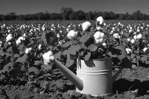 cotton plant,cotton,soybeans,white tulips,valensole,black and white photo,cotton boll,monochrome photography,soybean,blackandwhitephotography,farmworker,watering can,farm workers,cotton cloth,aggriculture,cotton swab,old country roses,cropland,black-and-white,cottonseed oil,Photography,Black and white photography,Black and White Photography 08