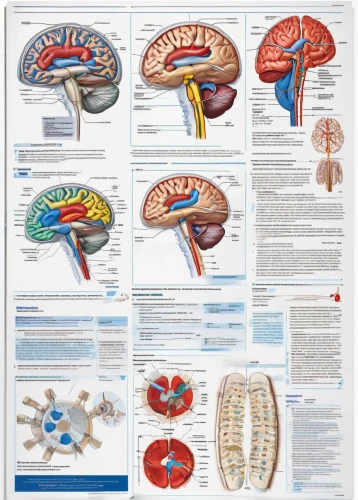 neurology,cerebrum,medical concept poster,brain structure,medical imaging,human brain,cognitive psychology,magnetic resonance imaging,psychiatry,brain icon,brain,infographics,neural pathways,endocrine,neurath,anatomical,brochures,neoplasia,mindmap,brainy,Art,Artistic Painting,Artistic Painting 44