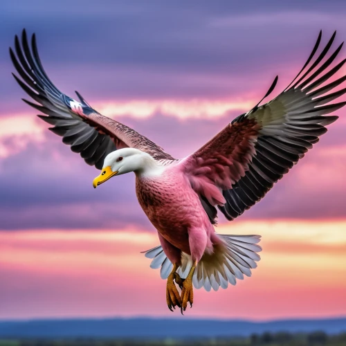 galah,colorful birds,fish eagle,red tailed kite,pink flamingo,bird in flight,bird flying,african fish eagle,beautiful bird,sea eagle,bird photography,eagle eastern,pink quill,african fishing eagle,migratory bird,bird flight,giant sea eagle,nature bird,bird in the sky,eagle,Photography,General,Realistic