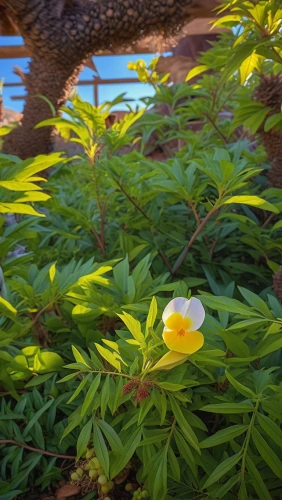 bush anemone,japanese anemone,rock rose,tree anemone,anemone japonica,wild peony,pond flower,japanese anemones,cosmea,lotus corniculatus,yellow bladder shrub,hibiscus and leaves,chinese peony,芦ﾉ湖,rugosa rose,swamp hibiscus,dog rose,yellow anemone,dog-rose,common peony,Photography,General,Realistic