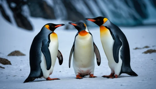 king penguins,emperor penguins,penguin couple,king penguin,penguin parade,emperor penguin,penguins,gentoo,gentoo penguin,antarctic,chinstrap penguin,african penguins,donkey penguins,penguin,arctic penguin,antarctica,penguin chick,antartica,snares penguin,rockhopper penguin,Photography,General,Fantasy