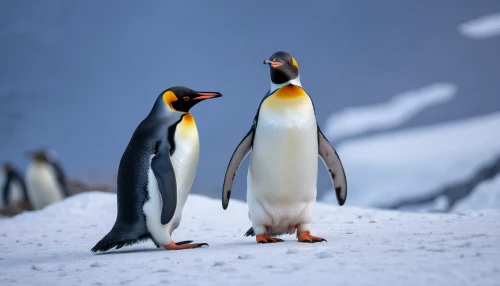 king penguins,emperor penguins,penguin couple,king penguin,emperor penguin,penguin parade,penguins,gentoo,gentoo penguin,chinstrap penguin,donkey penguins,antarctic,antarctic bird,penguin,penguin enemy,big penguin,linux,dwarf penguin,arctic penguin,snares penguin,Photography,General,Natural