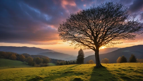 isolated tree,lone tree,flourishing tree,carpathians,landscape photography,bare tree,nature landscape,landscape background,celtic tree,deciduous tree,magic tree,meadow landscape,landscape nature,landscapes beautiful,beautiful landscape,natural landscape,autumn tree,mountain sunrise,background view nature,natural scenery,Photography,General,Realistic