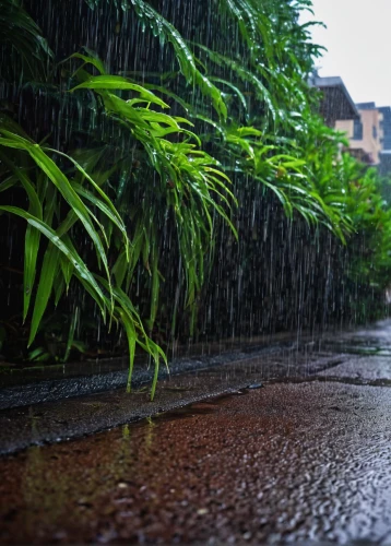 rainy season,monsoon,after rain,heavy rain,rains,rainstorm,after the rain,rainy,rain,raining,rain lily,rainy day,rainwater drops,bamboo plants,rainwater,rain drops,rainy weather,bamboo forest,raindops,rain shower,Conceptual Art,Daily,Daily 02