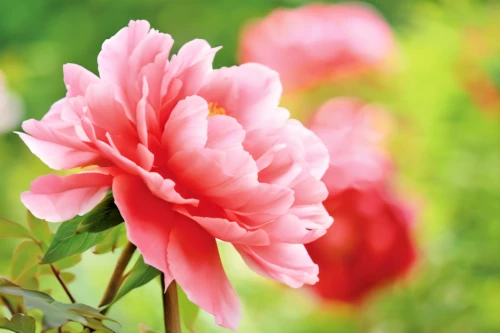 common peony,peony pink,pink poppy,chinese peony,pink peony,anemone japonica,bush anemone,carnation of india,pink carnation,cosmos flower,japanese anemone,anemone japan,parrot tulip,peony,wild peony,pink flower,pink chrysanthemum,flowers png,flower background,pink tulip