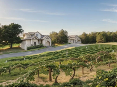castle vineyard,napa valley,vineyards,southern wine route,sonoma,wine country,napa,vineyard,wine-growing area,wine growing,winery,bendemeer estates,wine region,viticulture,passion vines,country estate,grape plantation,chateau margaux,house purchase,grape vines