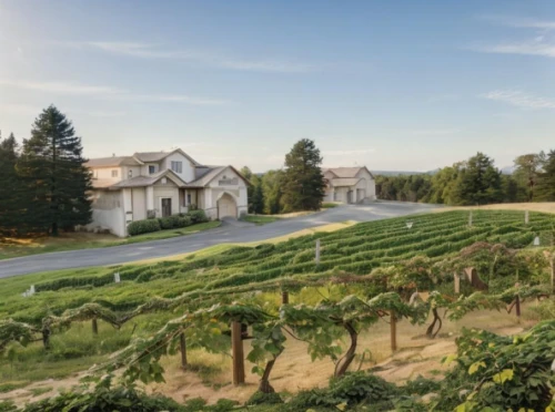napa valley,sonoma,napa,wine country,southern wine route,castle vineyard,bendemeer estates,vineyards,chateau margaux,winery,wine region,passion vines,vineyard,wine-growing area,country estate,wine growing,high rhône valley,viticulture,grape plantation,grape vines