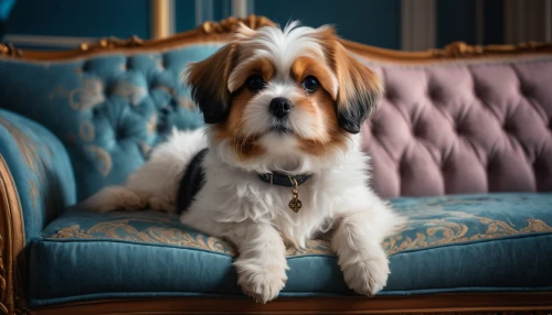 king charles spaniel,tibetan terrier,lhasa apso,cavalier king charles spaniel,bearded collie,grand basset griffon vendéen,tibetan spaniel,havanese,st bernard,pekingese,basset bleu de gascogne,legerhond,old english sheepdog,dog photography,basset fauve de bretagne,catalan sheepdog,petit basset griffon vendéen,french spaniel,british semi-longhair,wing chair,Photography,General,Fantasy