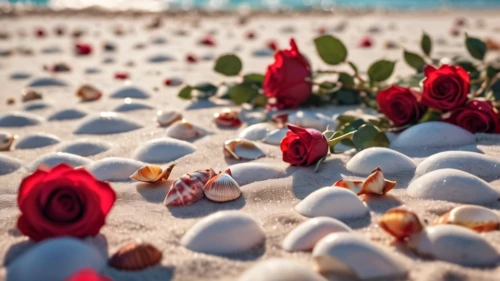 scattered flowers,red anemones,rose petals,sea shells,in shells,seashells,christmas on beach,mini roses,beach moonflower,shells,sun roses,red tulips,beautiful beaches,beautiful beach,red roses,flowerful desert,flower background,white sandy beach,sand jasmine,esperance roses,Photography,General,Natural