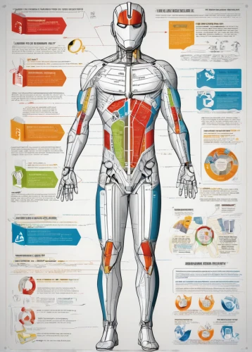 medical concept poster,human body anatomy,vector infographic,the human body,muscular system,infographics,infographic elements,human anatomy,human body,medical illustration,health products,electronic medical record,inforgraphic steps,core web vitals,anatomical,nutritional supplements,medical equipment,circulatory system,medical imaging,human health,Unique,Design,Infographics