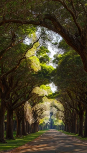 tree-lined avenue,tree lined,tree lined lane,tree lined path,tree canopy,row of trees,cherry blossom tree-lined avenue,tree grove,royal botanic garden,jacaranda trees,grove of trees,maple road,brookgreen gardens,forest road,green trees,chestnut avenue,rosewood tree,canopy,magnolia trees,the japanese tree,Material,Material,Camphor Wood