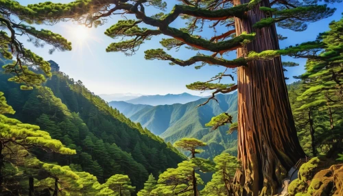 tropical and subtropical coniferous forests,temperate coniferous forest,coniferous forest,larch forests,redwood tree,redwoods,old-growth forest,fir forest,pine forest,spruce-fir forest,larch trees,tree tops,evergreen trees,huangshan mountains,united states national park,spruce forest,background view nature,green forest,mountainous landscape,oregon pine