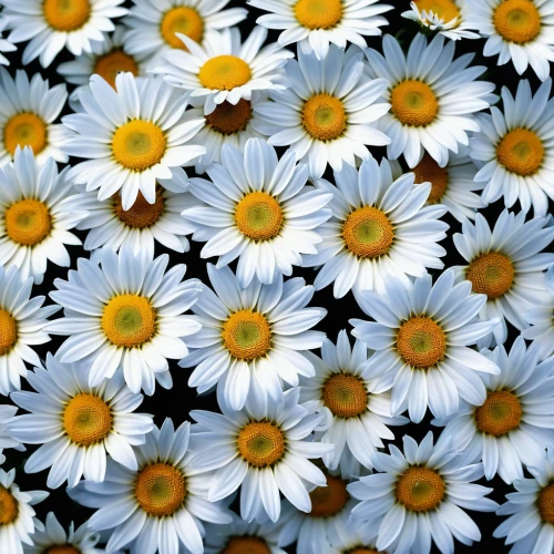 wood daisy background,white daisies,australian daisies,marguerite daisy,daisy flowers,daisies,barberton daisies,oxeye daisy,ox-eye daisy,sun daisies,african daisies,shasta daisy,daisy family,leucanthemum,daisy flower,leucanthemum maximum,autumn daisy,marguerite,perennial daisy,daisy heart,Photography,General,Realistic