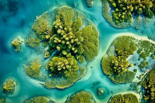 atoll from above,eastern mangroves,mangroves,cook islands,great barrier reef,artificial islands,raja ampat,floating islands,atoll,islands,french polynesia,kei islands,islet,uninhabited island,archipelago,thimble islands,planet earth view,fiji,green island,maldive islands,Photography,General,Realistic