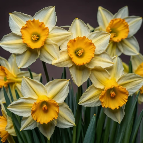 daffodils,yellow daffodils,yellow tulips,yellow daffodil,daffodil,the trumpet daffodil,easter lilies,jonquils,spring bloomers,yellow orange tulip,narcissus,tulipa,yellow daisies,spring flowers,tulipa sylvestris,yellow flowers,tulip flowers,daf daffodil,avalanche lily,daffodil field,Photography,General,Natural