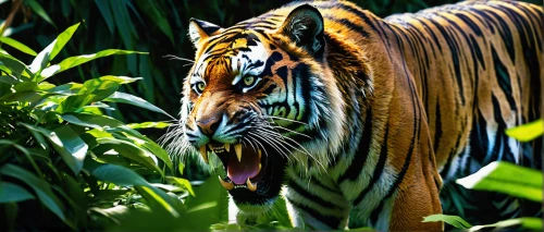 sumatran tiger,bengal tiger,asian tiger,a tiger,tiger,bengal,tigers,tiger png,tiger head,chestnut tiger,siberian tiger,bengalenuhu,blue tiger,sumatran,malayan tiger cub,young tiger,king of the jungle,belize zoo,tigerle,type royal tiger,Photography,Fashion Photography,Fashion Photography 22