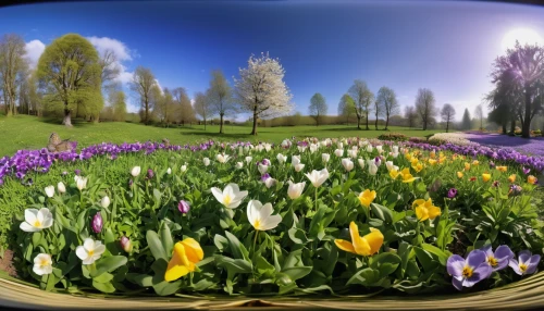 spring background,springtime background,flowers png,flower meadow,blanket of flowers,splendor of flowers,field of flowers,flowering meadow,spring greeting,flower garden,flowers in wheel barrel,flower background,spring flowers,spring meadow,tulip festival,crocus flowers,tulip background,virtual landscape,mirror in the meadow,spring nature,Photography,General,Realistic