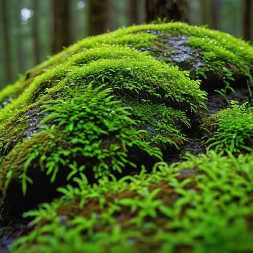 forest moss,tree moss,aaa,moss,aa,forest floor,green wallpaper,temperate coniferous forest,moss saxifrage,green forest,tropical and subtropical coniferous forests,liverwort,patrol,forest mushroom,bavarian forest,coniferous forest,forest plant,fir forest,green landscape,clubmoss,Illustration,Paper based,Paper Based 18