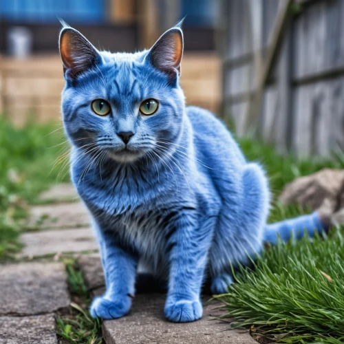 blue eyes cat,cat with blue eyes,cat on a blue background,breed cat,russian blue cat,kurilian bobtail,cat european,feral cat,blue tiger,russian blue,domestic short-haired cat,domestic cat,european shorthair,cat image,cute cat,british longhair cat,blue monster,british shorthair,animal feline,chartreux,Photography,General,Realistic