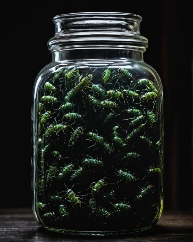 hornwort,kangkong,sea lettuce,chile fir,gremolata,longjing tea,aquatic herb,glass jar,river juniper,spreewald gherkins,pickled cucumbers,tieguanyin,summer savory,mason jar,jar,wild garlic salt,christmastree worms,chervil,fennel pondweed,fiddlehead fern,Illustration,Black and White,Black and White 19