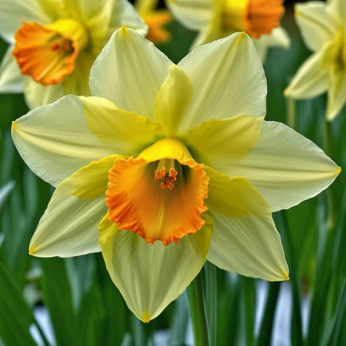 daffodils,yellow daffodils,daffodil,the trumpet daffodil,yellow daffodil,narcissus pseudonarcissus,narcissus,yellow orange tulip,daf daffodil,yellow tulips,jonquils,turkestan tulip,tulipa,spring bloomers,tulip flowers,jonquil,tulipa sylvestris,narcissus of the poets,daffodil field,easter lilies,Photography,General,Realistic
