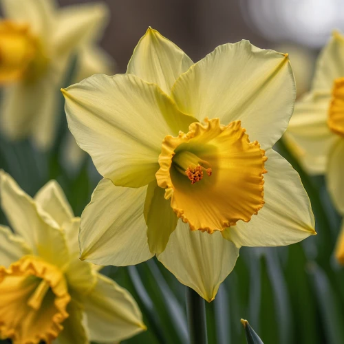 daffodils,yellow daffodils,yellow daffodil,daffodil,the trumpet daffodil,spring bloomers,yellow tulips,narcissus,jonquils,spring flowers,narcissus of the poets,jonquil,spring equinox,daffodil field,yellow orange tulip,daf daffodil,narcissus pseudonarcissus,harbinger of spring,signs of spring,yellow flowers,Photography,General,Natural