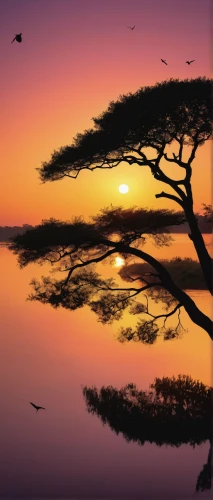 lone tree,bird island,isolated tree,tropical tree,black hawk sunrise,an island far away landscape,landscape background,lake victoria,the japanese tree,deserted island,tranquility,jacaranda,dragon tree,coast sunset,coastal landscape,tropical birds,jacaranda trees,silk tree,nature landscape,background view nature,Photography,Documentary Photography,Documentary Photography 37