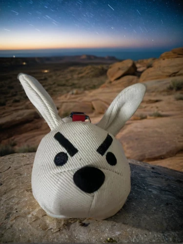 deco bunny,thumper,no ear bunny,desert cottontail,jackalope,rock nose,jack rabbit,space tourism,asterales,hare trail,beach toy,star of bethlehem,bowling ball bag,the star of bethlehem,sand fox,bun,head cover,plush toy,climbing helmet,lepus europaeus