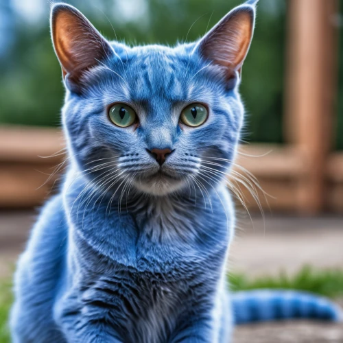 blue eyes cat,cat with blue eyes,cat on a blue background,russian blue cat,russian blue,european shorthair,breed cat,domestic short-haired cat,egyptian mau,cat image,cute cat,turkish angora,chartreux,kurilian bobtail,cat european,american wirehair,feral cat,gray cat,cat portrait,siamese cat,Photography,General,Realistic