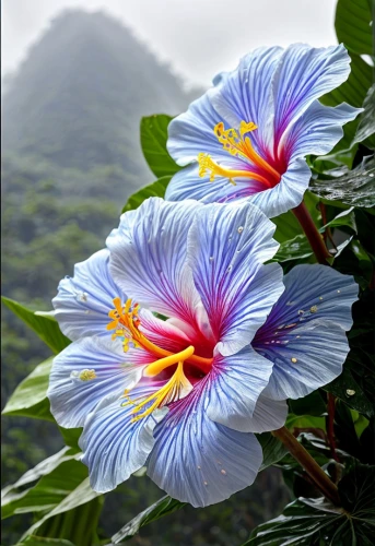 hawaiian hibiscus,hibiscus flowers,tropical flowers,hibiscus flower,flowers png,cuba flower,flower exotic,blue thunbergia,hibiscus and leaves,hibiscus rosasinensis,hibiscus,exotic flower,chinese hibiscus,blue passion flower butterflies,swamp hibiscus,colorful flowers,passifloraceae,beautiful flower,thunbergia grandiflora,hibiscus rosa-sinensis