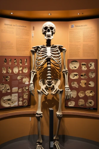 human skeleton,a museum exhibit,skeleton,fossil beds,maximilianeum,smithsonian,exhibit,anatomical,cercopithecus neglectus,mammalian,skull bones,neanderthal,the human body,skeletal,lion's skeleton,paraxerus,skeleton sections,human internal organ,skeletal structure,neanderthals,Art,Classical Oil Painting,Classical Oil Painting 19