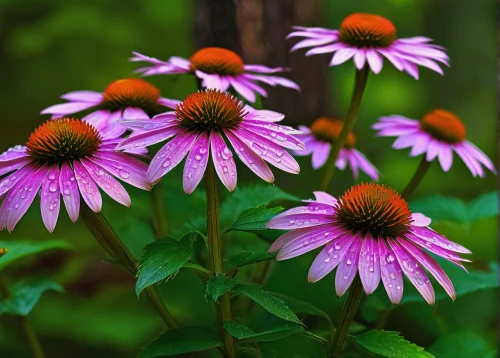 echinacea purpurea,purple coneflower,echinacea purperea,echinacea,coneflowers,echinacea purpurea 'white swan,coneflower,barberton daisies,pink daisies,purple daisy,african daisies,african daisy,european michaelmas daisy,purple chestnut,purple flowers,china aster,aster tongolensis,pink flowers,purple chrysanthemum,barberton daisy,Photography,Black and white photography,Black and White Photography 13