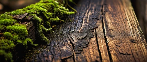 forest moss,tree moss,on wood,moss,wood background,forest floor,wood and leaf,wood texture,slice of wood,wooden background,log bridge,tree trunk,wooden fence,wooden pole,in wood,knothole,clubmoss,wood fence,earth in focus,depth of field,Illustration,Paper based,Paper Based 13