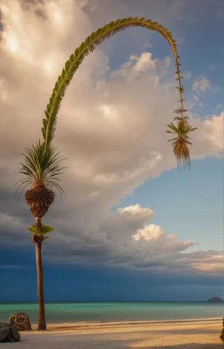 giant palm tree,coconut palm tree,palm tree,coconut tree,heads of royal palms,palmtree,wine palm,palm tree silhouette,date palms,fishtail palm,djerba,palm tree vector,canarian dragon tree,desert palm,two palms,palmtrees,varadero,coconut palm,easter palm,coconut palms,Photography,General,Realistic