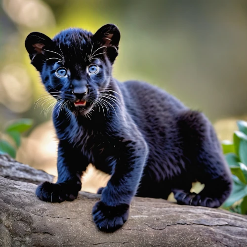 canis panther,panther,head of panther,cub,blue tiger,tasmanian devil,wild cat,malayan tiger cub,clouded leopard,pet black,tiger cub,panthera leo,felidae,great puma,pounce,cute animal,king of the jungle,blue eyes cat,jaguar,wildcat