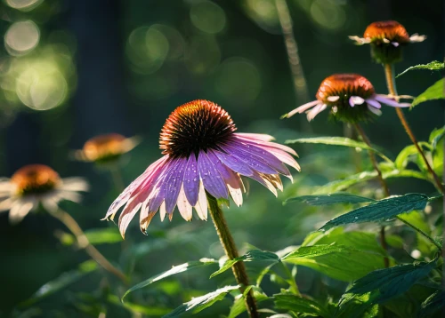 purple coneflower,coneflowers,echinacea purpurea,coneflower,echinacea,echinacea purperea,echinacea purpurea 'white swan,barberton daisies,ox-eye daisy,helenium,barberton daisy,african daisy,blanket flowers,flower in sunset,black-eyed susan,african daisies,summer flowers,sun daisies,rudbeckia,cow flower,Photography,Black and white photography,Black and White Photography 08